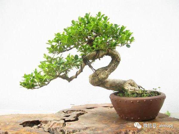 很实用的黄杨盆景栽培管理方法【图】