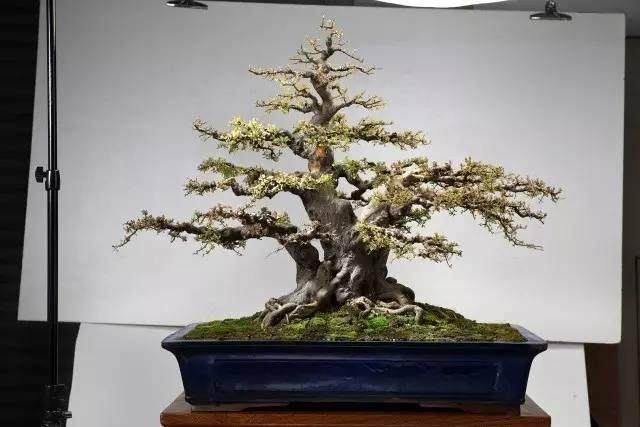 吃货老广发现了岭南盆景的欣赏秘籍？【图】