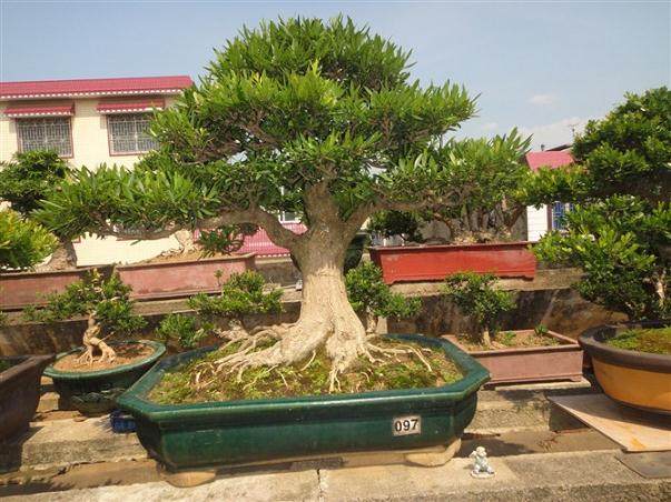 小叶黄杨盆景的叶子变成红色了,怎么办?【图】