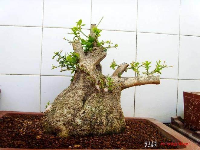 黄杨盆景翻盘后叶子发黄 有何法根治