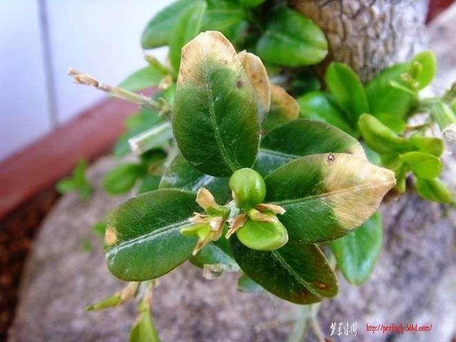 黄杨盆景翻盘后叶子发黄 有何法根治