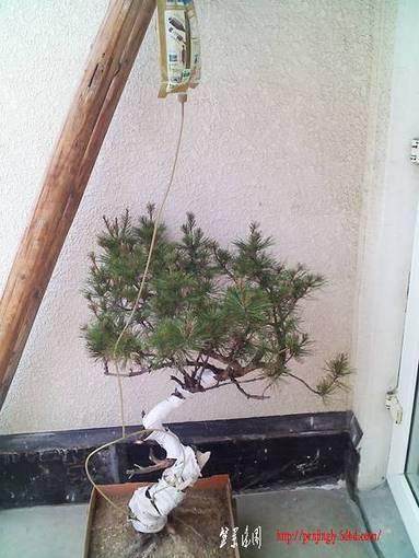 图解 松柏盆景怎么输液的方法及配方