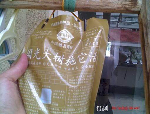 图解 松柏盆景怎么输液的方法及配方