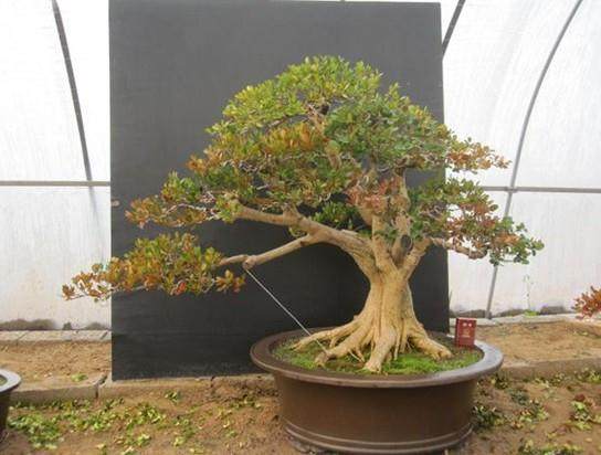 盆景发芽后如何浇水 3个方法 图片