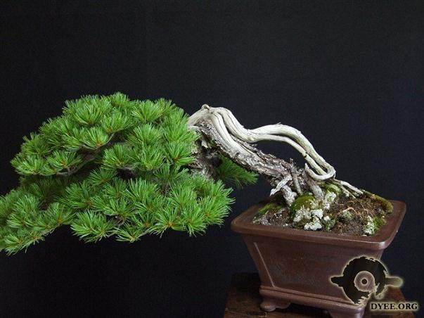 日本大坂松盆景是否很难养?【图】