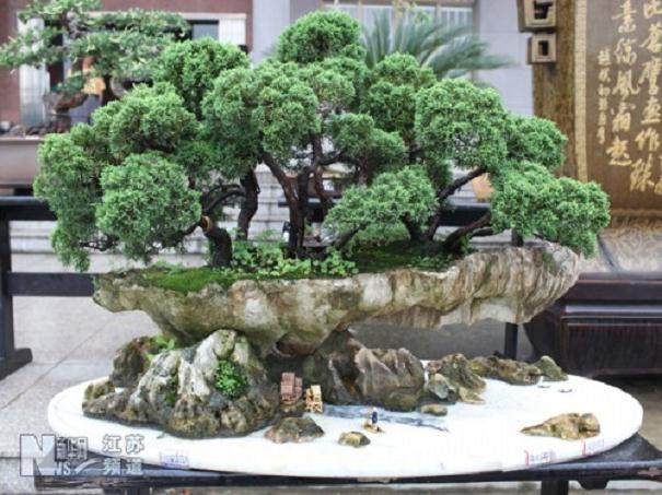 盆景界却流传着一种&ldquo;人过四十不玩松&rdquo;的说法？【图】