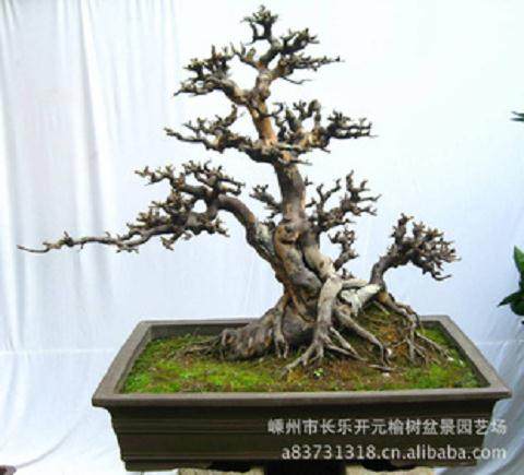 榆树盆景如何分开养殖 需要洗根后分开？【图】