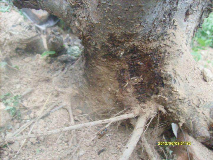 求救榔榆盆景 不知得了什么病 帮忙看看?【图】