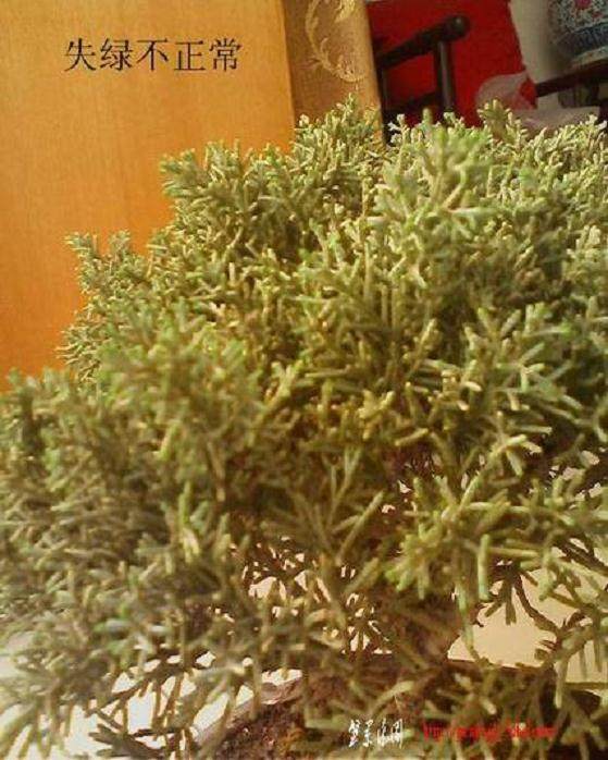 请问松树盆景如何修剪?【图】