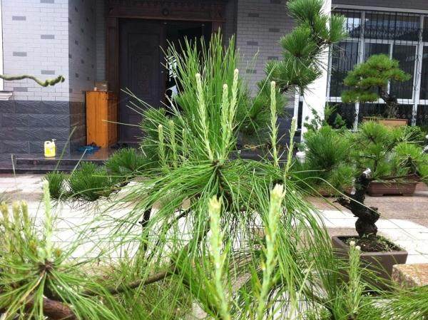 山松盆景的针叶太长了，现在应该怎么办？【图】