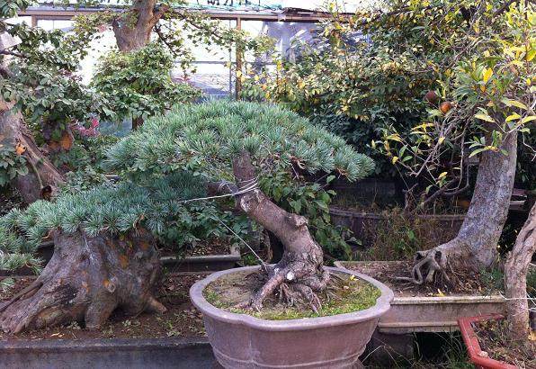 如何安全的拆除大阪松盆景上的铝丝？【图】