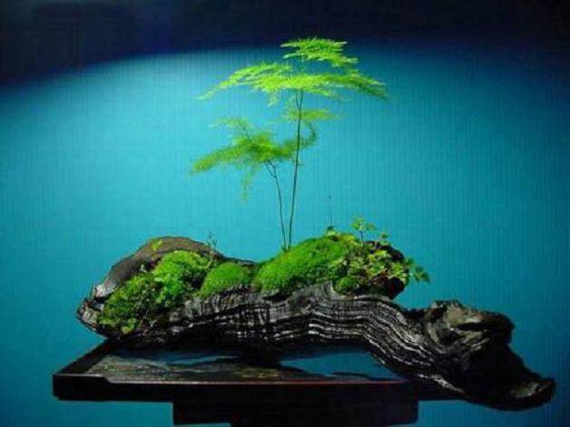 新手请教关于苔藓盆景移植的问题【图】