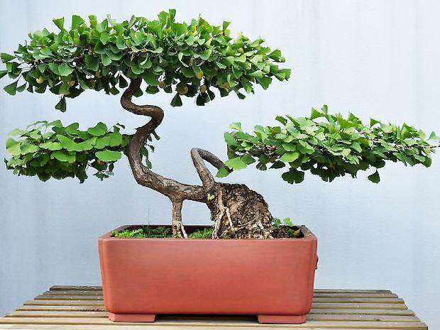 银杏盆景栏腰高压的难题【图】