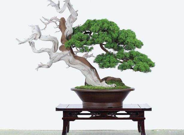 采挖黑松要注意些什么事项来确保树苗的存活率？【图】