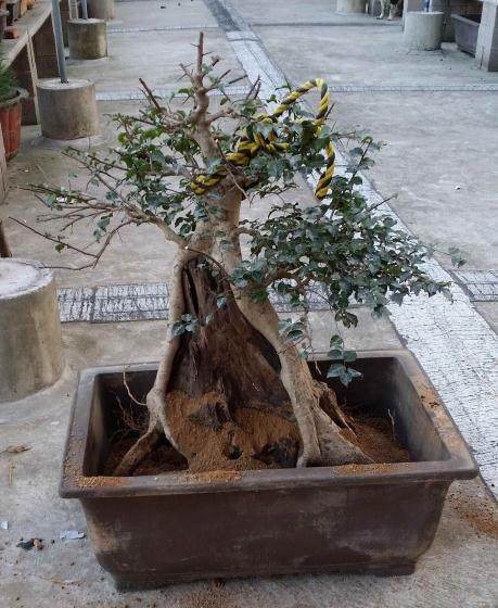 刺冬青盆景移盆后出现透芽迹象 怎么办