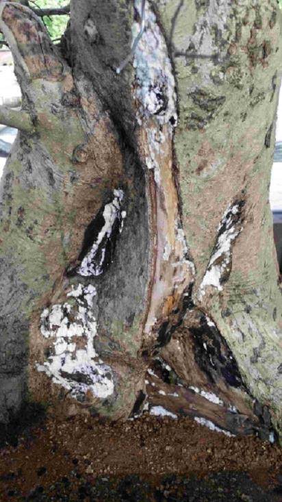 刺冬青盆景移盆后出现透芽迹象 怎么办