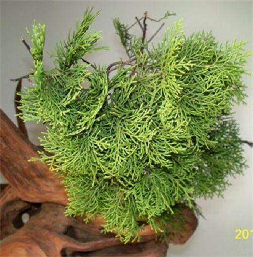 崖柏木70元一斤 是不是卖便宜了【图】