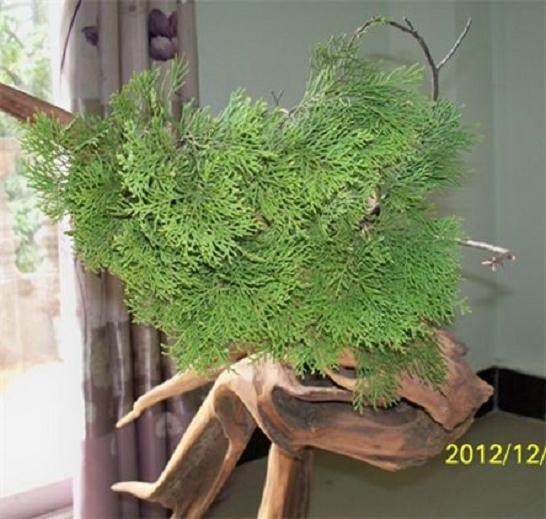 崖柏木70元一斤 是不是卖便宜了【图】