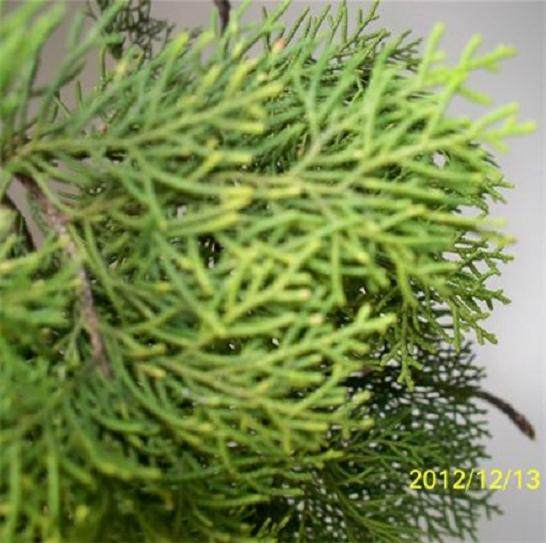 崖柏木70元一斤 是不是卖便宜了【图】