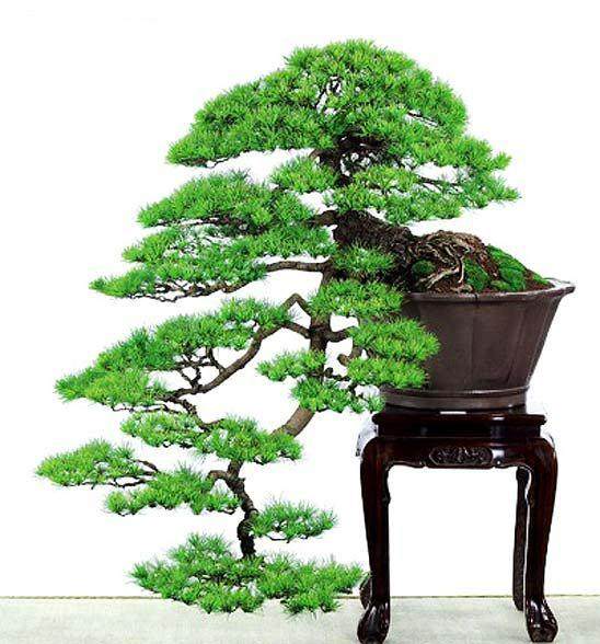 黑松嫁接大阪松 粗度不一致 有什么影响