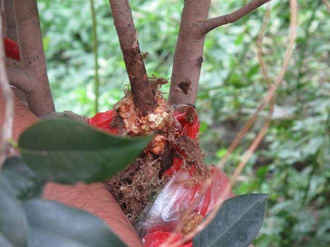 美人茶盆景的高压失败了 怎么办?