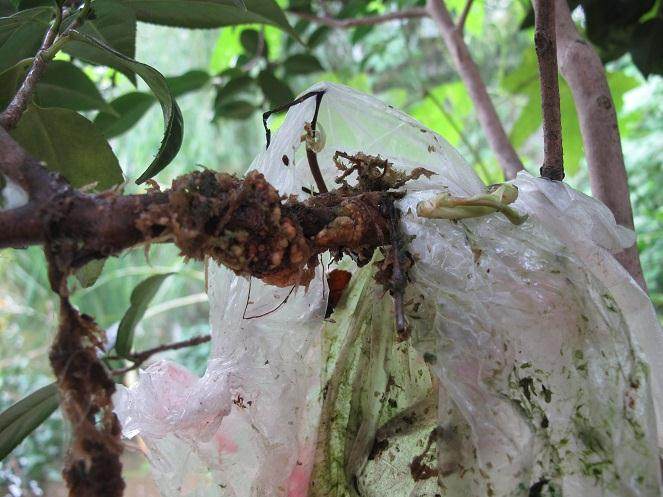 美人茶盆景的高压失败了 怎么办?