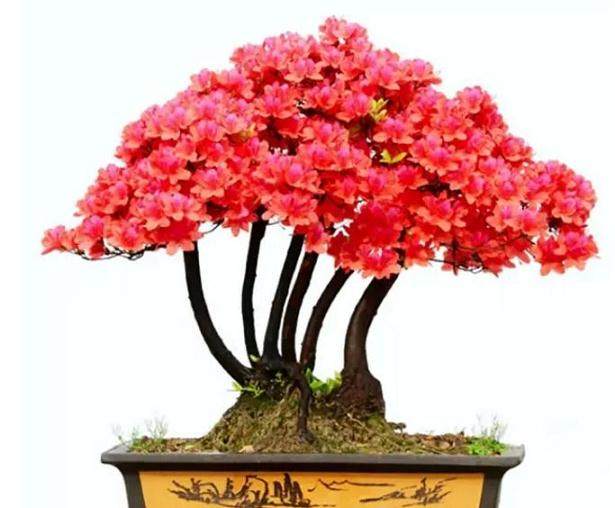 个人有关栽种映山红的一些体会【图】