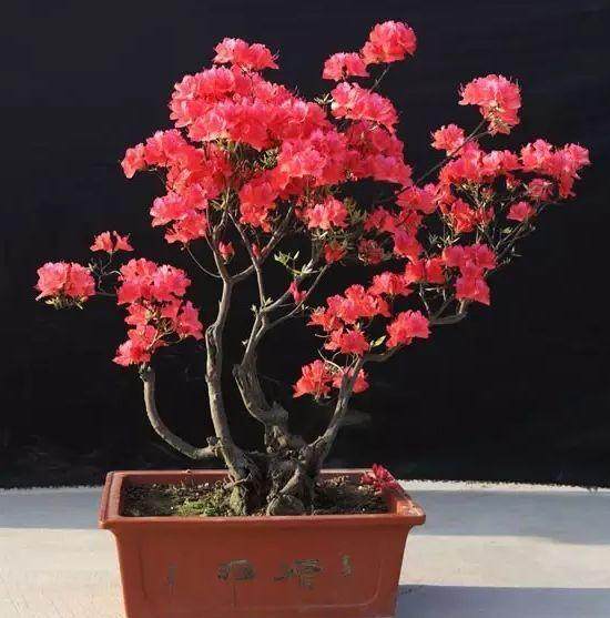 一直看到有映山红的树桩卖 但从未见过成型的盆景