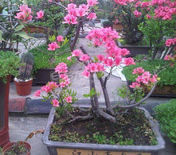 一直看到有映山红的树桩卖 但从未见过成型的盆景