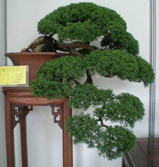 真柏的叶子发黄，如何处理？【图】