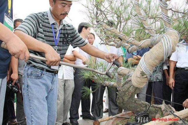 给盆景整形的锈钢扳手在什么地方可以购买到？【图】