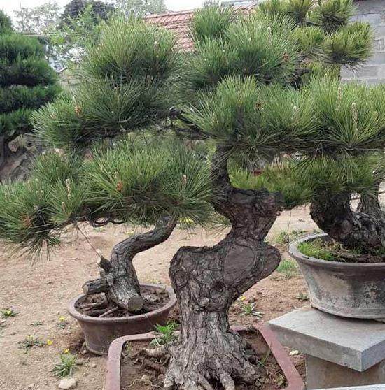 请问黑松的干尖是因为什么呢?【图】