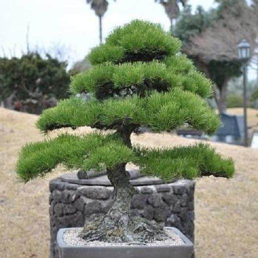 黑松盆景的针毛发黄 怎么办？【图】