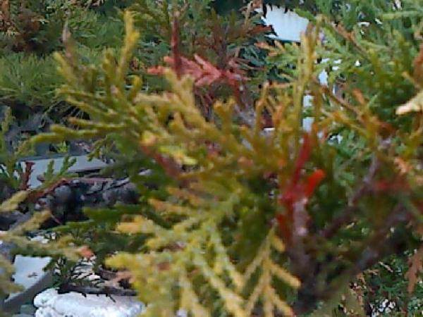 柏树盆景病了 请老师指点用什么药