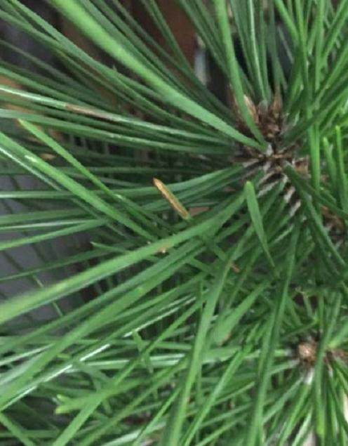 黑松盆景 老针叶黄是正常现象？【图】