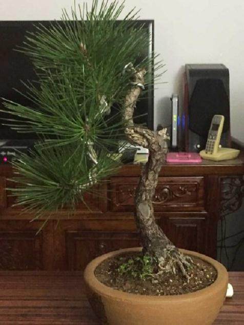 黑松盆景 老针叶黄是正常现象？【图】