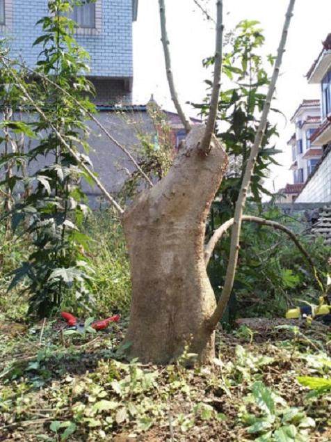 对节白蜡盆景没有芽点 出枝无望 怎么办