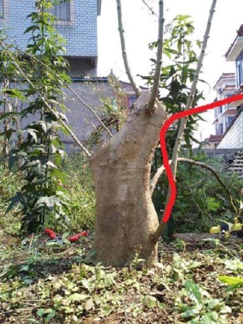 对节白蜡盆景没有芽点 出枝无望 怎么办