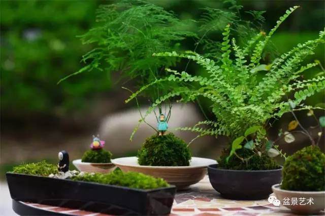 看家庭如何自制小盆景的方法