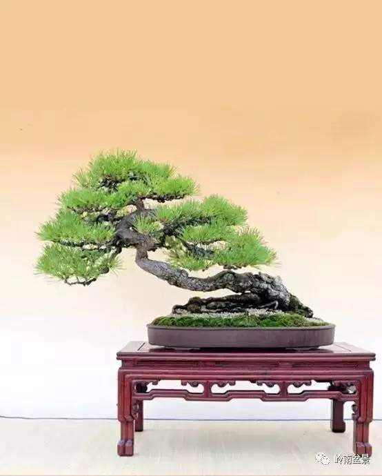 盆景与易经悟透得失祸福 图片