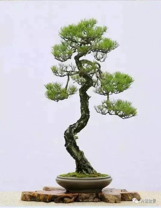 盆景与易经悟透得失祸福 图片