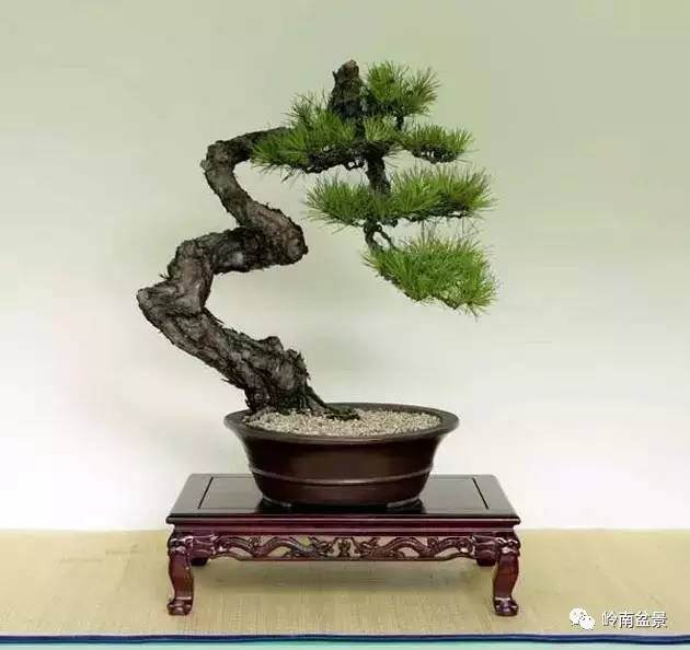 盆景养护并不难,教你一个懒人种桩技巧【图】