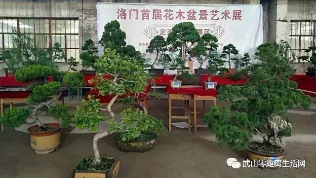 洛门镇首届花木盆景艺术展取得圆满成功