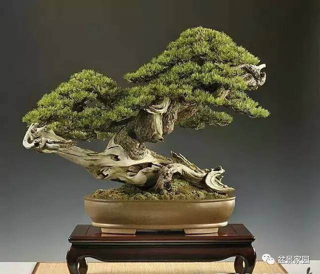 五针松盆景栽培“六字诀”【图】