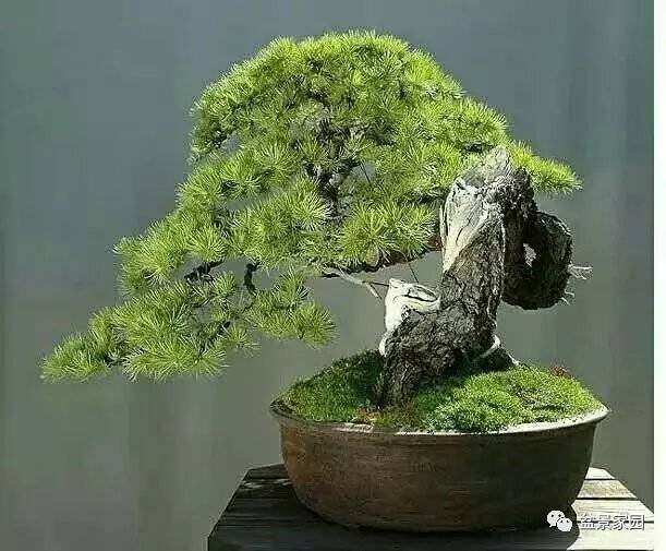 五针松盆景发芽栽培的6个方法