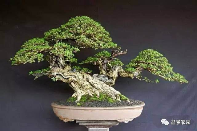 三角梅盆景的栽培要点【图】