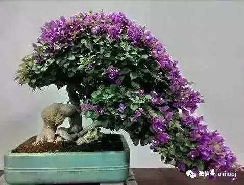 三角梅盆景扦插:一步到位【图】