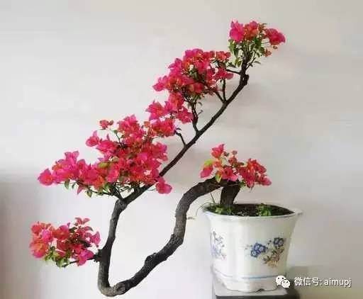 三角梅盆景发芽扦插怎么一步到位