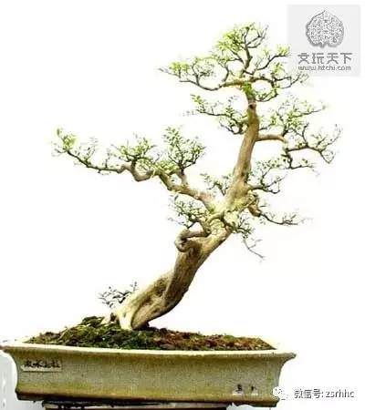 树桩盆景如何配石?【图】