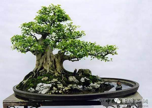 树桩盆景如何配石?【图】